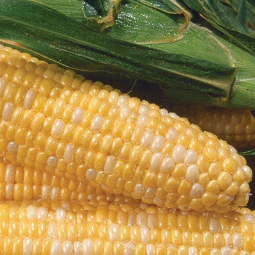 Sweet Corn Seeds Pack - Sweetness Variety - Non-GMO - Zea Mays - Ideal for Home Gardens - High Germination Rate