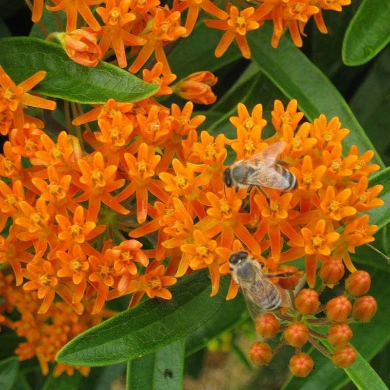 Wildflower Seed Mix 1000 Seeds for Monarch Butterflies, Pollinator-Friendly Garden, Milkweed & 27 Flower Species