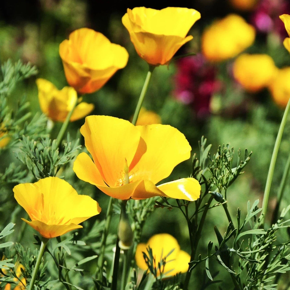 California Poppy Seeds - Chrome Queen Yellow - Sulphur Yellow - Eschscholzia californica - 100 Seeds for 2025 Planting