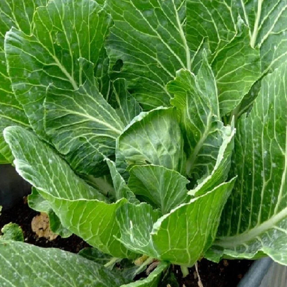 Vates Collards Seeds | Heirloom NON-GMO Vegetable Seeds | Brassica oleracea var. acephala | Nutritious Green Leaves