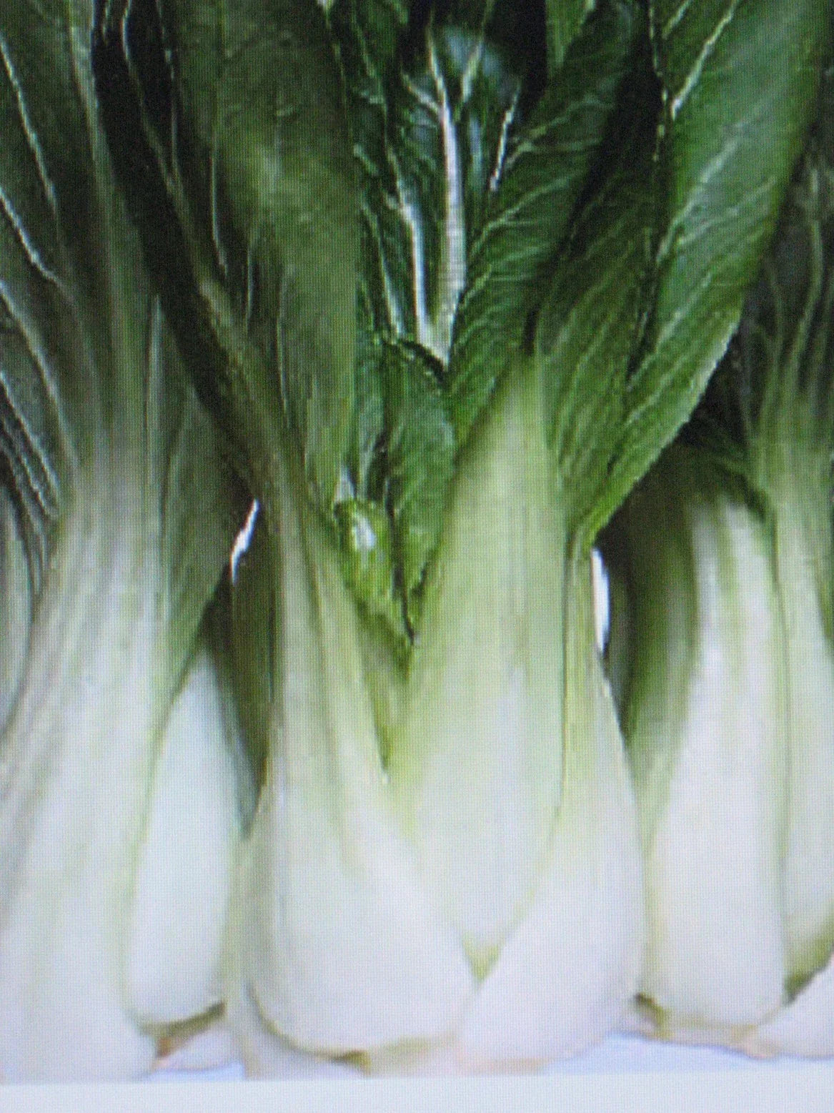 Pak Choi Cabbage Seeds 100 Count - Organic Brassica rapa var. chinensis - Fast-Growing Vegetable Seeds for Gardening