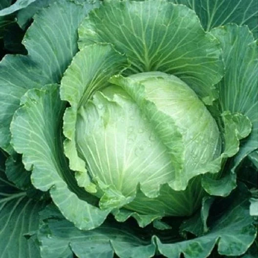 Cabbage Seeds 1000 All Seasons Non-GMO Brassica oleracea for Spring, Summer, Fall Gardens