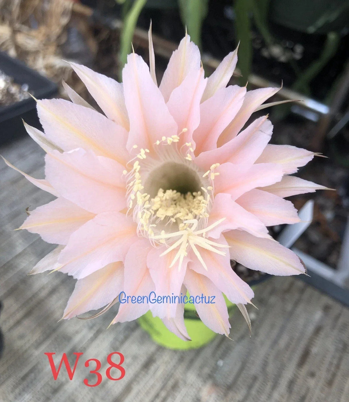 Echinopsis Hybrid Cactus Plants - Rooted Succulents with Mildly Fragrant Blooms - Echinopsis spp. - Ideal for Indoor Gardening