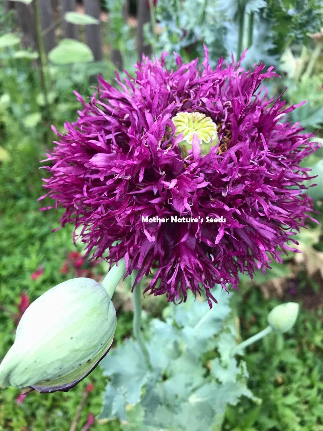 Poppy Seeds 2000 Count Double Blooms Mix Non-GMO Papaver somniferum Peony Flowers for Colorful Gardens