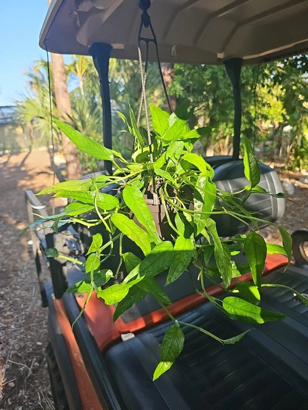Skeleton Key Pothos Plant in 6" Hanging Pot - Unique Variegated Green Indoor Houseplant - Epipremnum pinnatum
