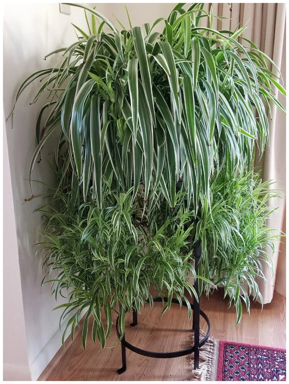 Spider Plant Live Herbs - 3 Healthy Plants - Air-Purifying - Chlorophytum comosum - Easy to Grow Indoor Greenery