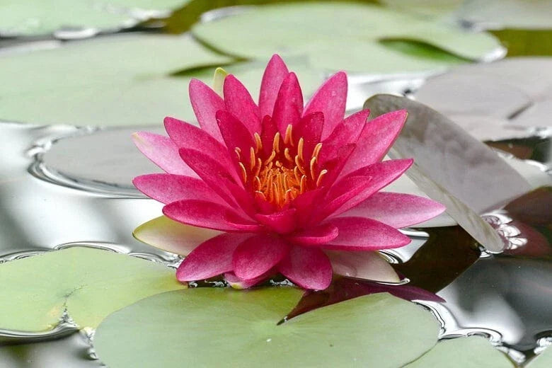 Water Lily Plant - Full Grown Nymphaea 'Attraction' - Vibrant Pink & Yellow Flowers for Ponds & Water Gardens