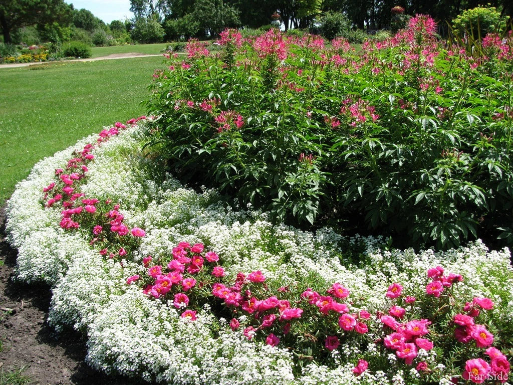 Alyssum Flower Seeds Packet - Snow Crystals Variety - Fragrant White Blooms - Lobularia maritima - Easy to Grow Non-GMO Seeds