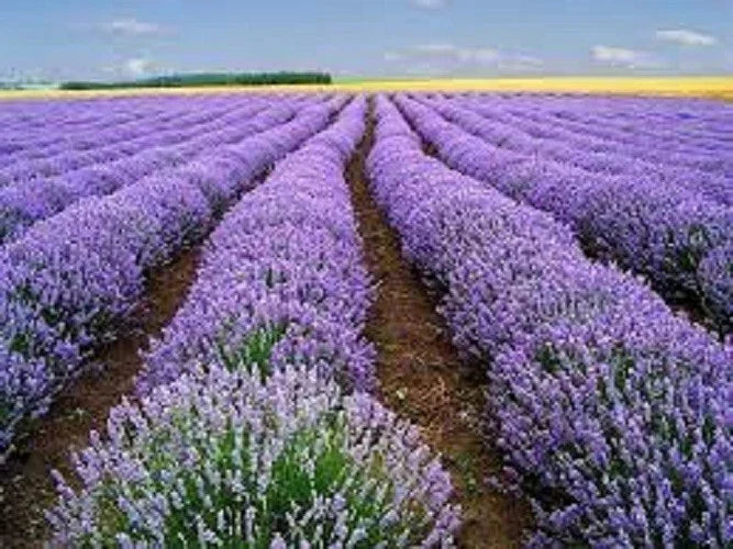 Premium Lavender Seeds Packet - Organic Heirloom Vera Lavender - Lavandula angustifolia - Fragrant, Easy to Grow, Attracts Pollinators