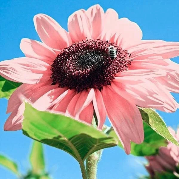 Pink Sunflower Seeds - 30 Organic Rare Seeds for Garden - Helianthus annuus var. roseus - Eco-Friendly Flower Seeds