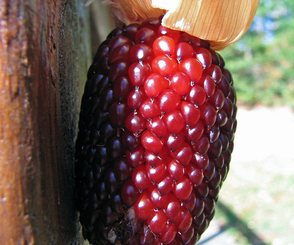 35 Seeds Strawberry Popcorn Corn - Zea mays Everta - Heirloom Non-GMO Gourmet Variety for Home Gardening and Popping