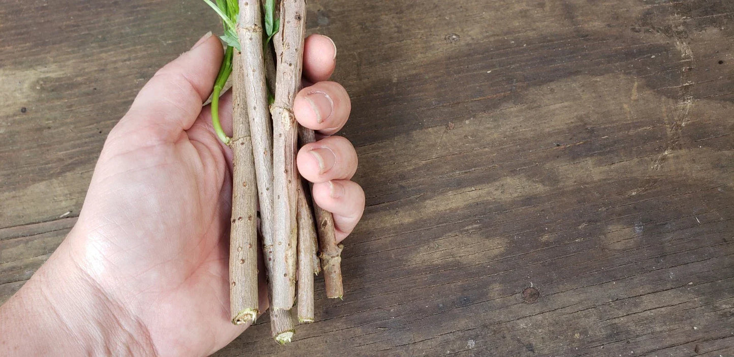 Epiphyllum Orchid Cactus Cutting 8-10 Inches, Vista Sun Variety, Exotic Houseplant, Epiphyllum Hybrid, Propagation Ready