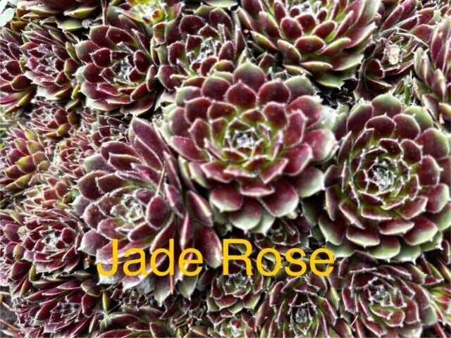10 Jade Rose Hens and Chicks Sempervivum Succulents, Live Plants, 1/2 inch, Hardy for Zones 4-8, Perfect for Gardens