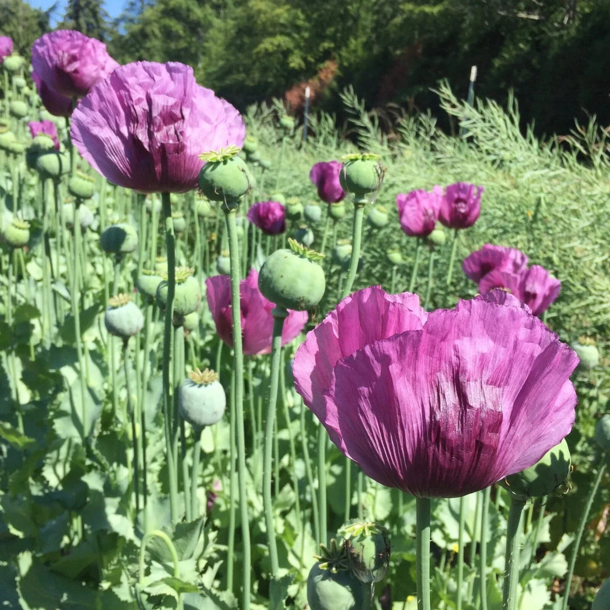 Hungarian Breadseed Poppy Seeds - 200+ Count - Papaver somniferum - USA Grown - Ideal for Garden Planting