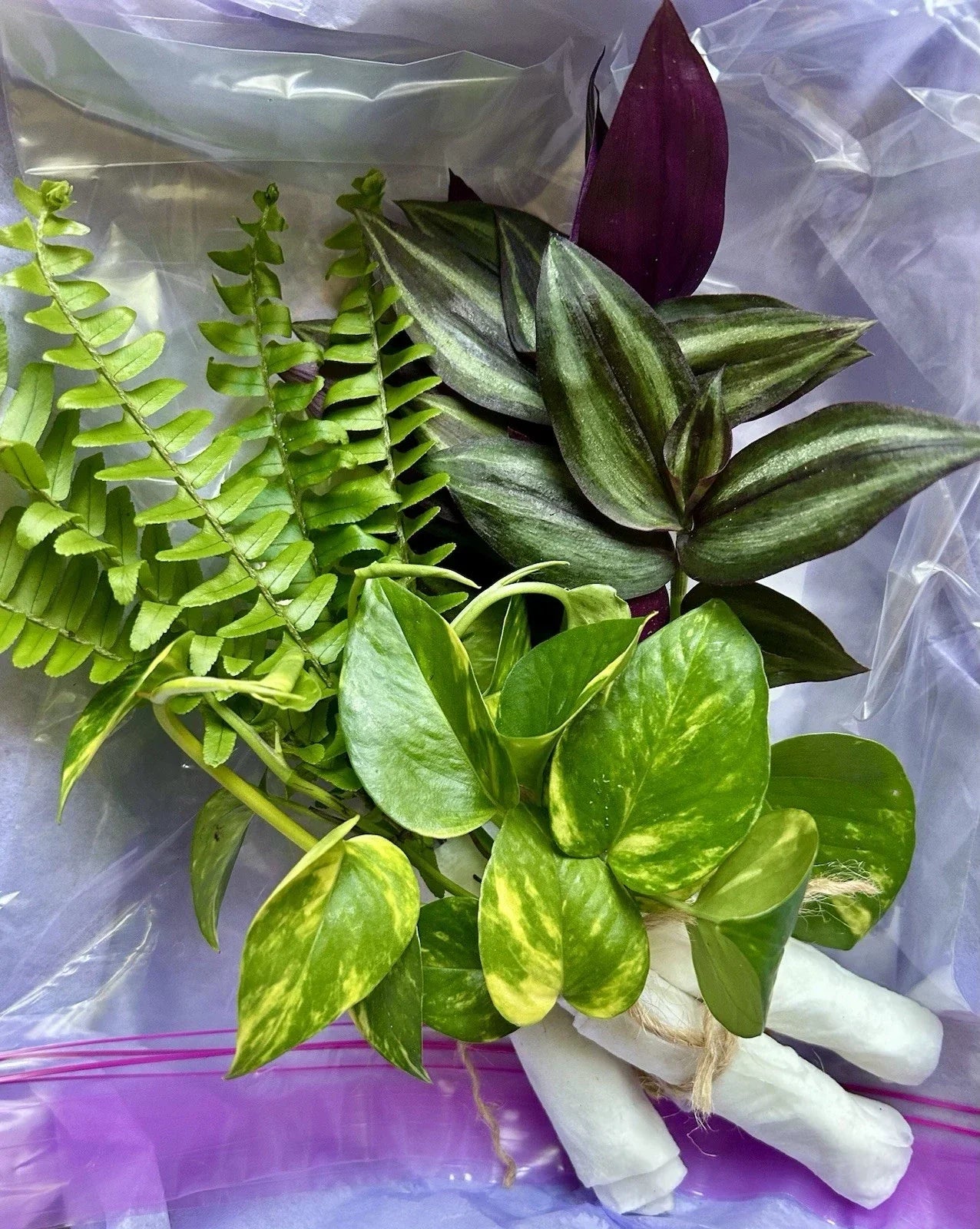 Rooted Plant Cuttings Variety Pack - 15 Assorted Cuttings for Home Gardening - Various, Perfect for Propagation