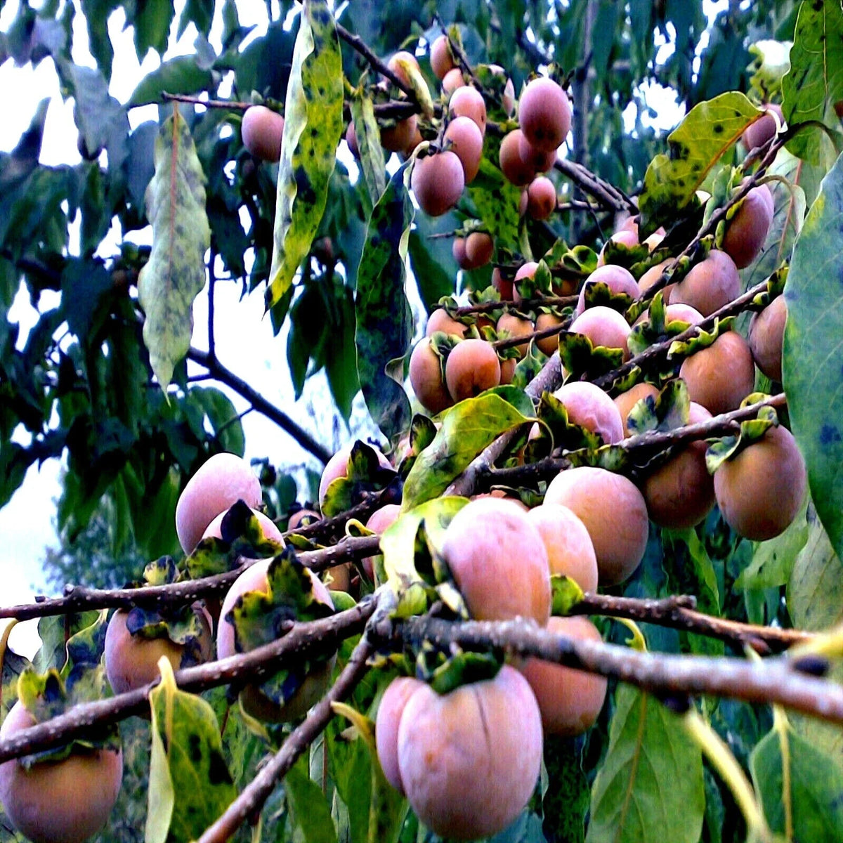 Date Plum Fruit Tree Seeds - Mediterranean Persimmon, Diospyros Lotus, Hardy Edible Seeds for Home Garden, USDA Zones 6-10