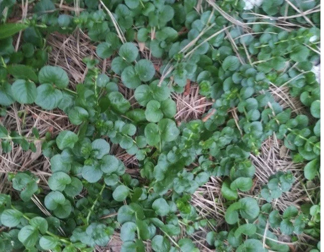 Creeping Jenny Groundcover - 3 Starts - Dark Green - Lysimachia nummularia 'Aurea' - Rare Unique Color Plant