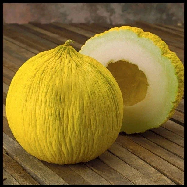 Casaba Melon Seeds 200 Count Golden Beauty Heirloom Non-GMO (Cucumis melo var. inodorus) for Home Gardens & Farms