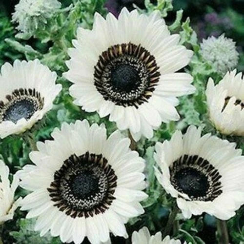 Snow White Sunflower Seeds - 25 Perennial Seeds - Helianthus annuus 'Snow White' - Easy to Grow, Attracts Pollinators