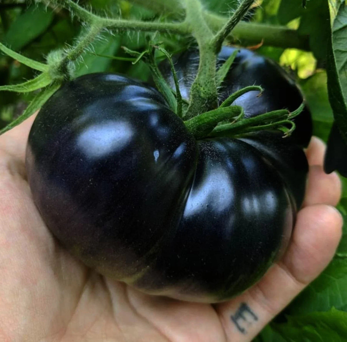 Black Sea Man Tomato Seeds - 10+ Heirloom Organic - Rare Variety - Solanum lycopersicum