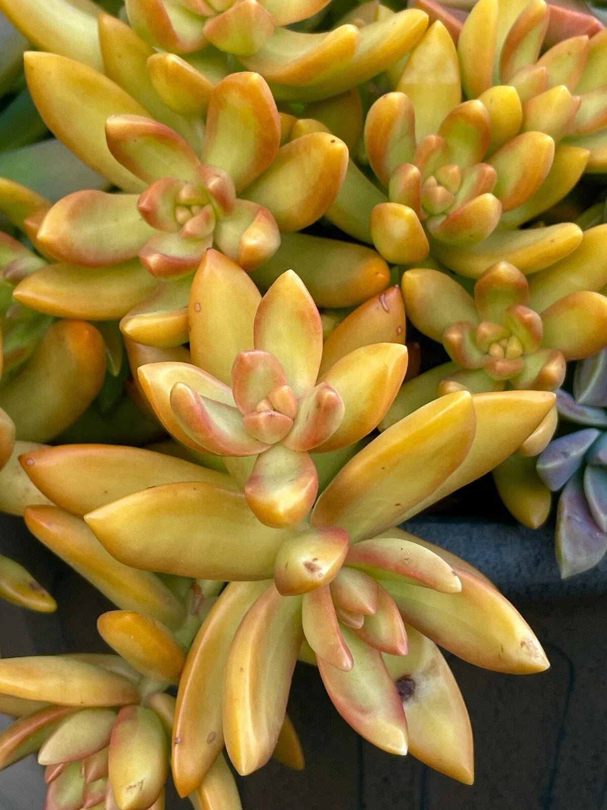 Rare Succulent Cutting - 2-Inch Sedum Orange Delight - Yellow Live Plant - Sedum spp. - Unrooted for Easy Propagation