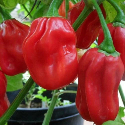 Red Habanero Pepper Seeds | 20 Pack | Heirloom Non-GMO | Capsicum chinense | Spicy Garden Seeds for Culinary Use