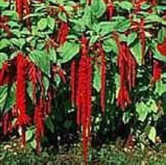 Love Lies Bleeding Seeds - 100 Fresh Crimson Tassel Flower Seeds - Amaranthus caudatus - Easy to Grow, Attracts Pollinators