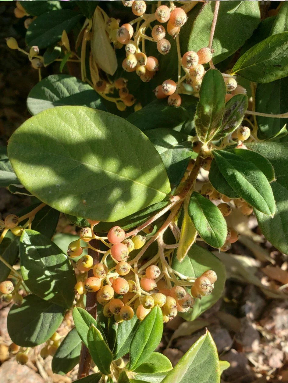 Late Cotoneaster Seeds - 25+ Seeds - Cotoneaster lacteus - Hardy Shrub for Gardens - Drought-Resistant, Attracts Birds