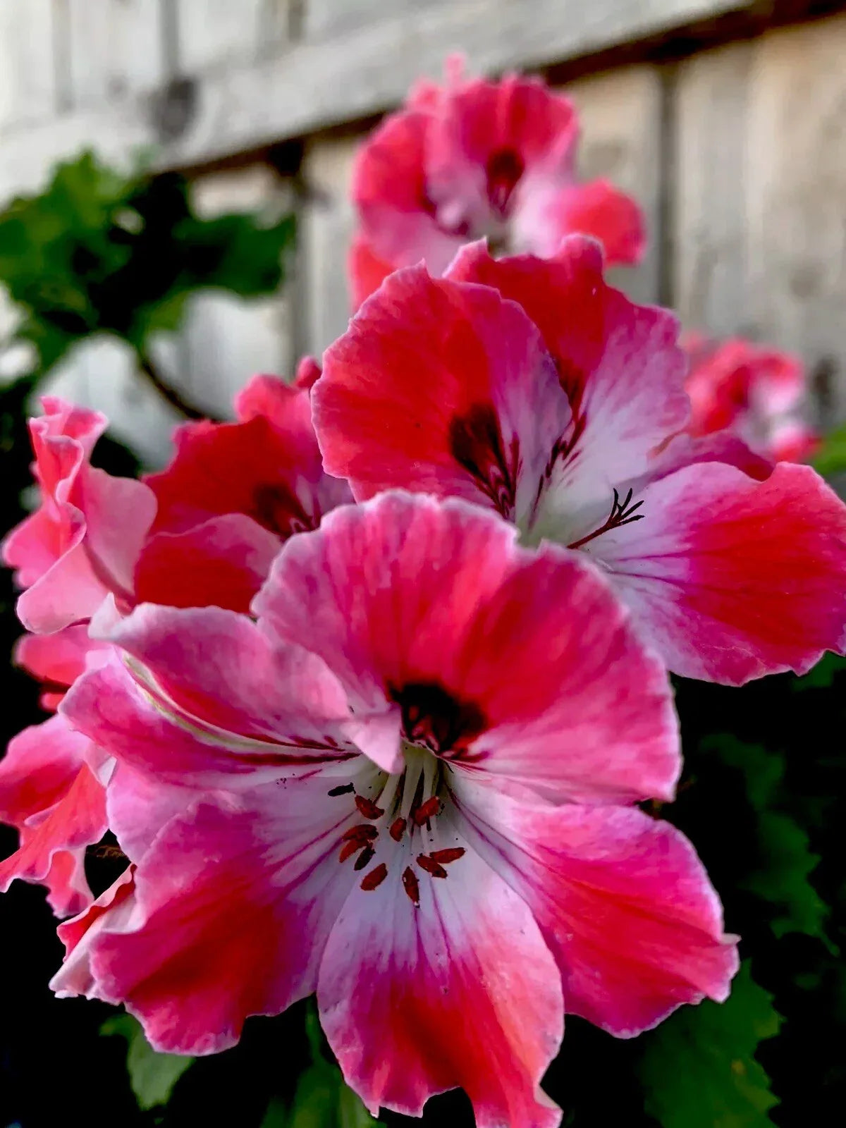 Geranium Starter Cuttings, 3 Pieces, Reddish Pink and Maroon, Pelargonium spp. - Vibrant Flowers for Garden or Containers
