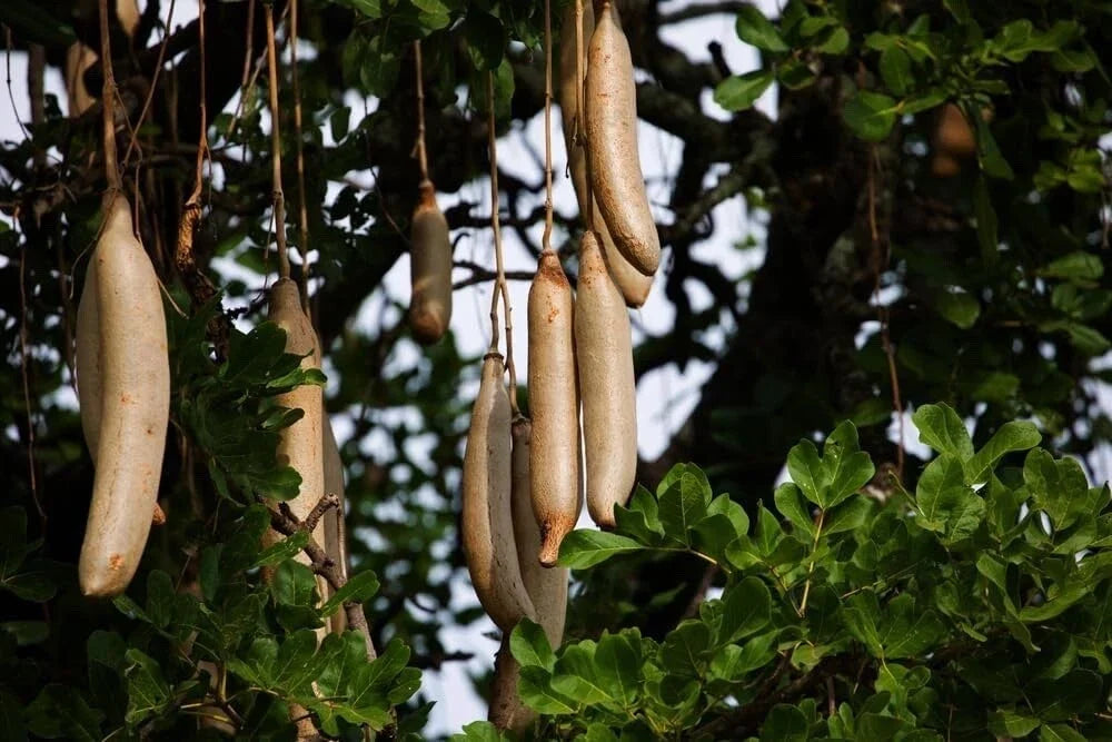 Sausage Tree Seeds 10 Pack Kigelia africana Unique African Garden Seeds for Landscaping and Wildlife Attraction