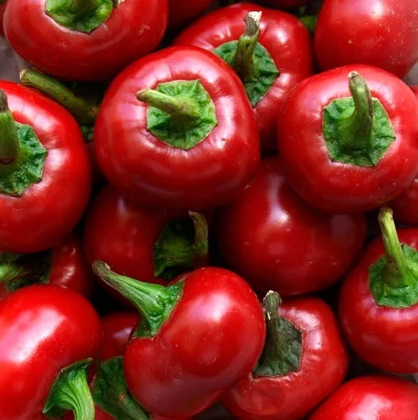 Red Cherry Hot Pepper Seeds - 60+ Non-GMO Organic - Heirloom Pimenta Variety - Capsicum annuum
