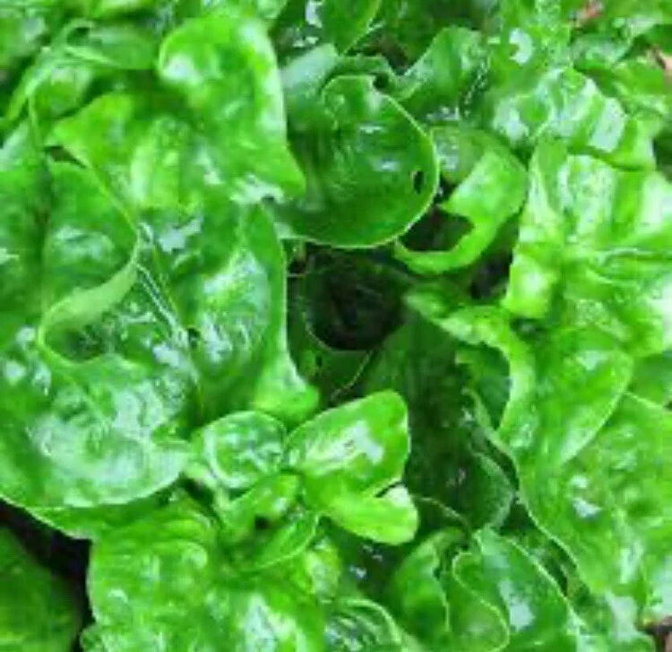 Brazilian Spinach Cuttings - 4 Organic Edible Cuttings, Samba Lettuce, Sissoo Spinach, Alternanthera sissoo - 4-5”