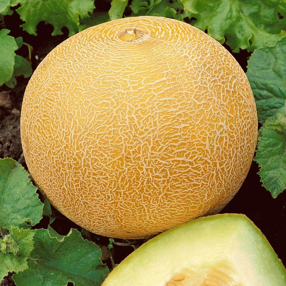 Organic Heirloom Cantaloupe Seeds - 41+ Non-GMO Cucumis melo - Sweet Melon Variety for Easy Summer Gardening