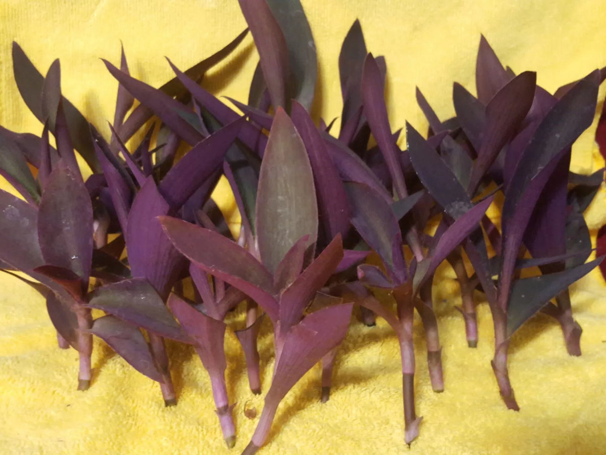 Wholesale 24 pc Purple Heart Cuttings for Rooting - Tradescantia pallida - Vibrant Purple Foliage for Indoor & Outdoor Use