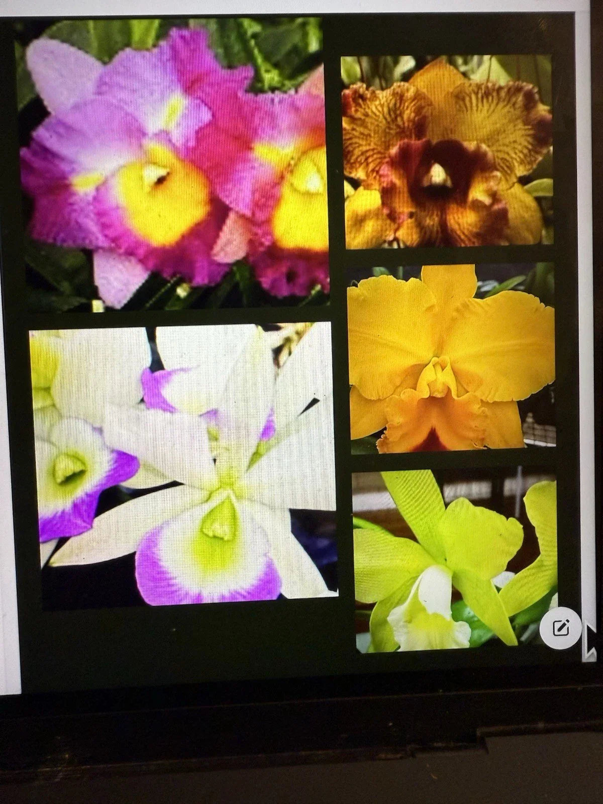 Cattleya Orchid Plant Bare Root 1-3 Stems Vibrant Blooms Cattleya spp. Ideal for Indoor Outdoor Gardening
