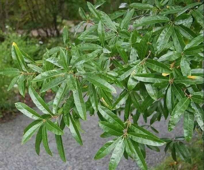 Willow Oak Tree Seeds - 10 Pack - Quercus phellos - Native Hardwood Seeds for Shade and Wildlife