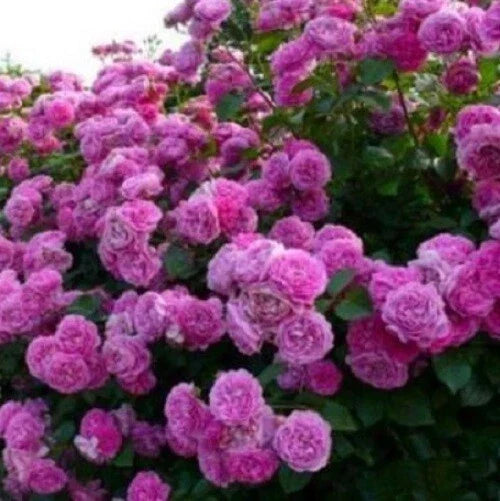 Climbing Purple Rose Seeds - 10 Perennial Flower Seeds - Rosa 'Climbing Purple' - Fragrant Purple Blooms for Garden