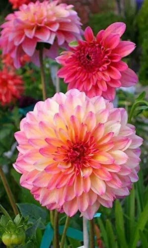 Rare Mix Dahlia Flower Seeds - 100+ Count, Easy to Grow, Dahlia spp., USA Made, Ships from Iowa