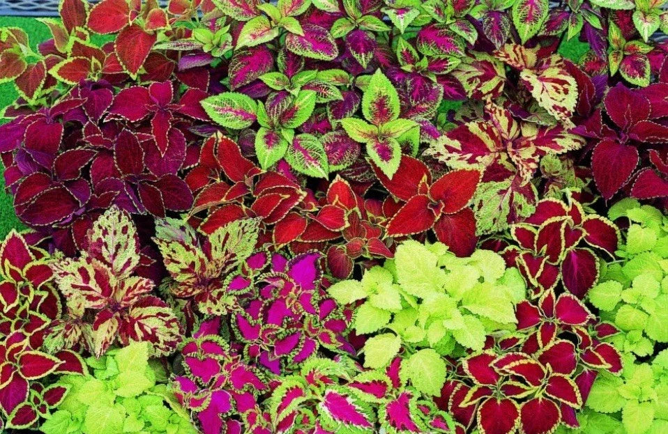 Coleus Seeds - Rainbow Mix - 100+ Seeds - Colorful Foliage - Plectranthus scutellarioides - Non-GMO Garden Seeds