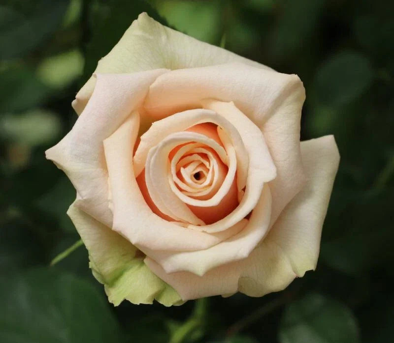 Sahara Rose Cuttings - 3 Super Rare Propagation Pieces - Rosa 'Sahara' - Ideal for Rooting or Grafting