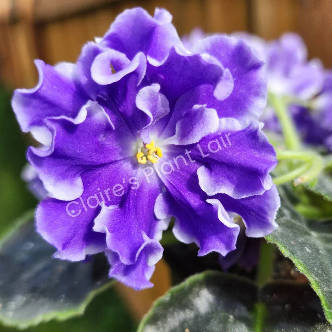 African Violet Leaf Cutting - Lightspeed Variety - Saintpaulia ionantha - Ideal for Indoor Gardening & Propagation