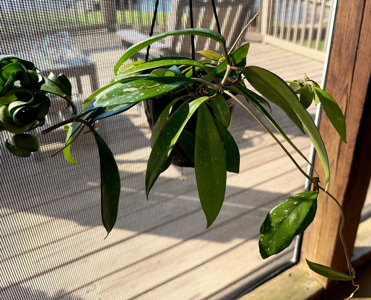 Hoya Publicalyx Plants - Established Hanging Basket - 3 Varieties - Indoor Outdoor Decor - Hoya pubicalyx