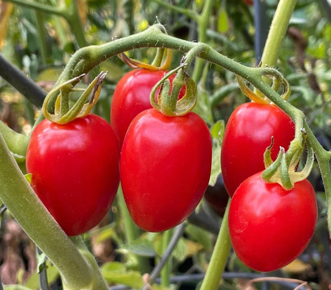Sweetheart Tomato Starter Plants Set of 2, Mini Apple-Shaped, Solanum lycopersicum, 4+ Inches Tall