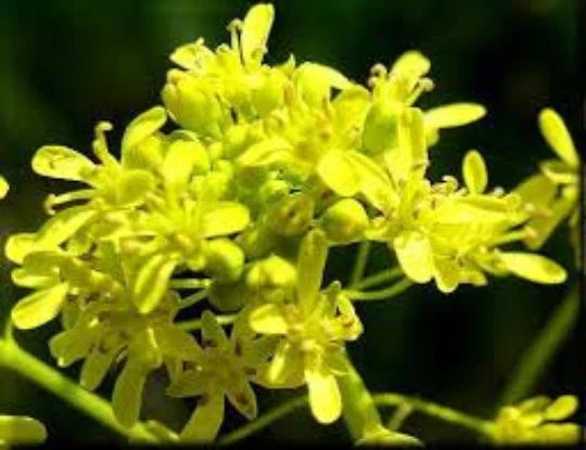 Woad Seeds 100 Pack, Chinese Woad, Medicinal Herb, Isatis indigotica, Dye Plant, Ornamental Garden Seeds