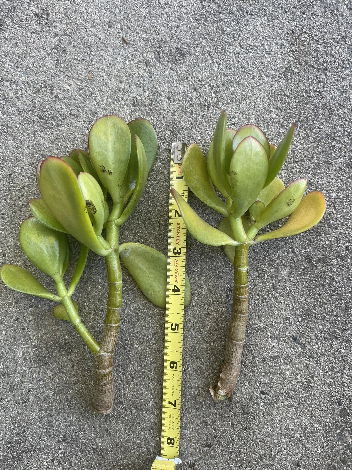 Thick Cutting Jade Plant Succulent 4"-6" Crassula ovata - Indoor Houseplant for Easy Care & Low Light