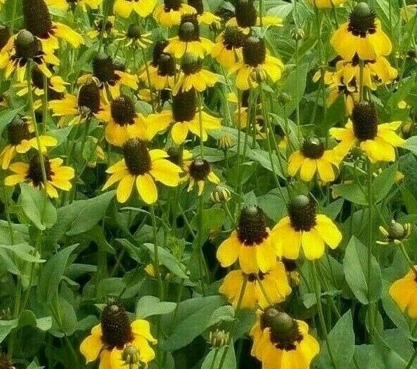 Clasping Coneflower Seeds 1000+ Non-GMO Rudbeckia Annual Wildflower for Pollinators, Bees, and Garden Beauty