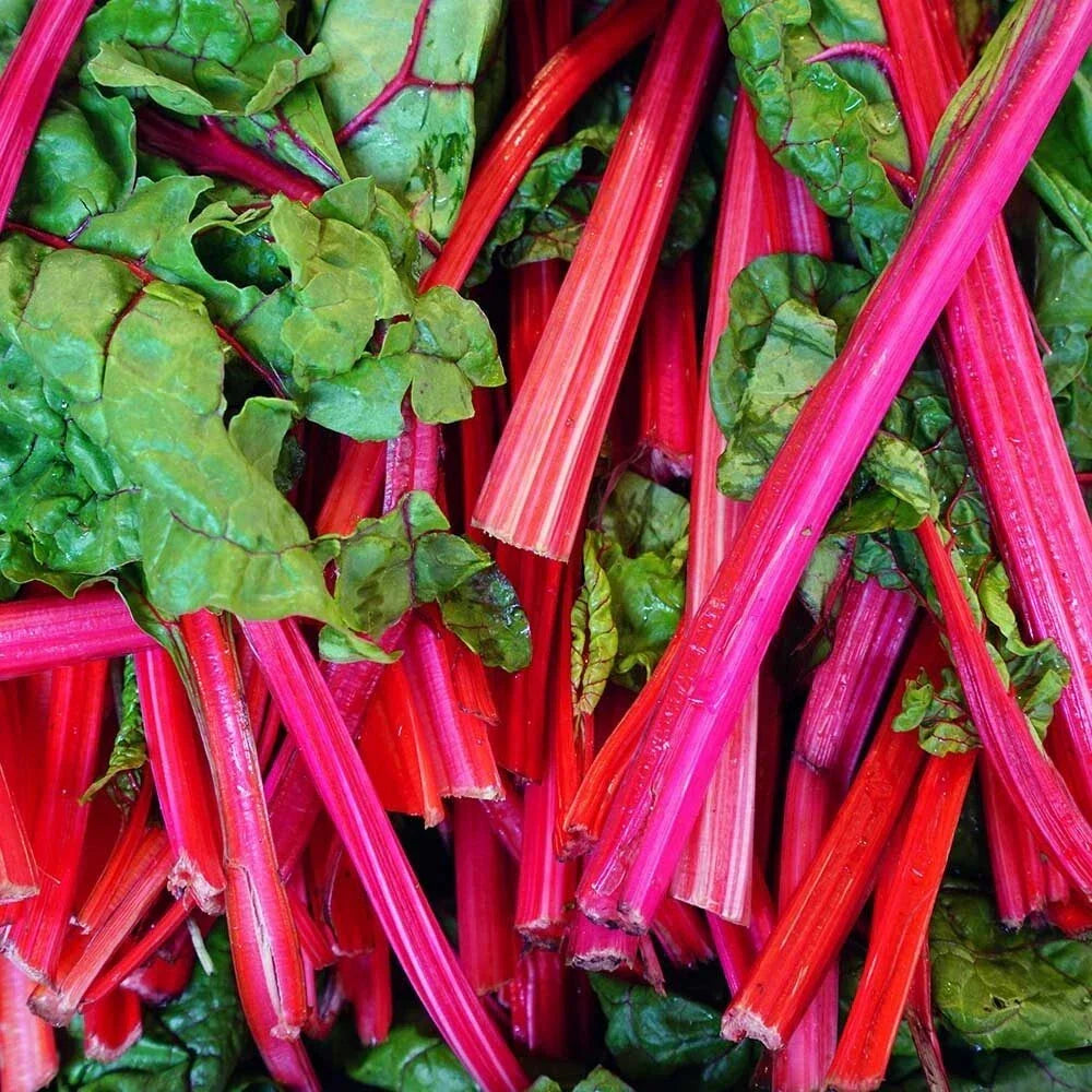 Rhubarb Red Swiss Chard Seeds 50 Ct - Heirloom Non-GMO Vegetable Seeds (Beta vulgaris) for Garden & Culinary Use
