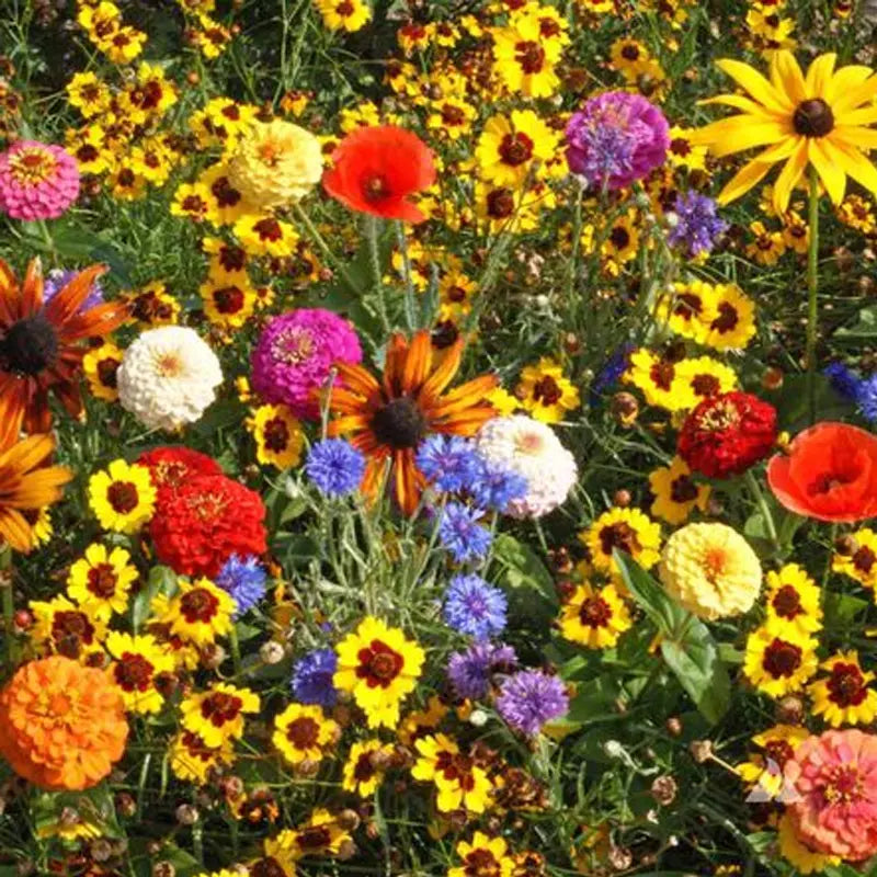 Children's Wildflower Seed Mix | Easy to Grow | Colorful Blooms | Non-GMO | Various Species