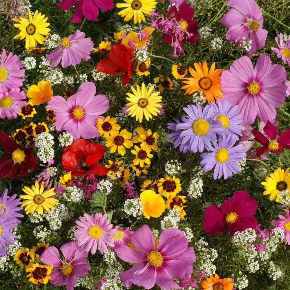 Annual Wildflower Seed Mix - 19 Varieties for Full Sun, Colorful Blooming Flowers, Various Species