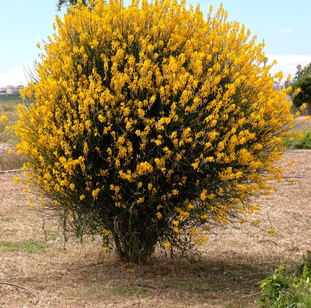 Spanish Broom Seeds 20 Pack - Yellow Flowering Shrub - Spartium junceum - Drought-Tolerant Garden Plant